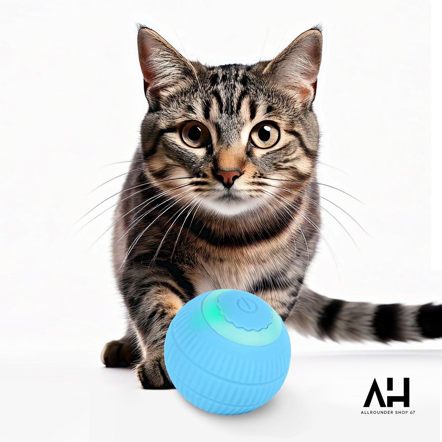 Katzen-Ball